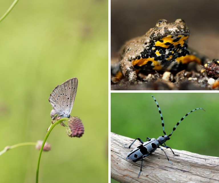 EU funding for the restoration and improvement of the conservation status of natural habitats along the Mura river in Pohorje EU funding for the restoration and improvement of the conservation status of natural habitats along the Mura river in Pohorje