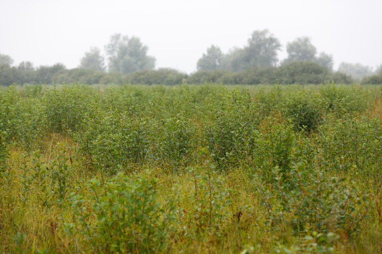 European Funds for Interpretation of Biodiversity and Heritage of Pile Dwellings in the Ljubljana Marshes European Funds for Interpretation of Biodiversity and Heritage of Pile Dwellings in the Ljubljana Marshes