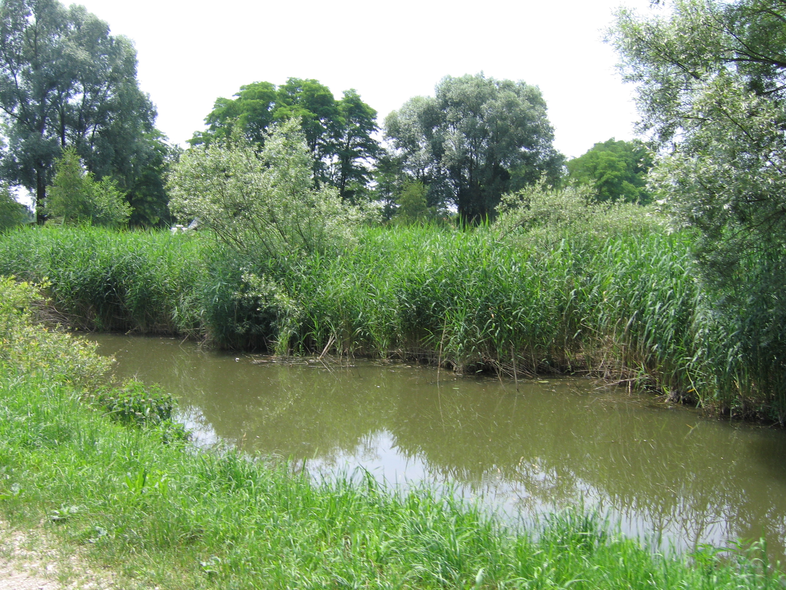Naravna struga vodotoka
